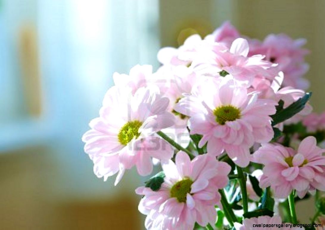 Funny Wallpapers Beauty nature flower beautiful nature flower Funny Wallpapers Beauty nature flower beautiful nature flower