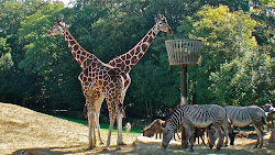 Girafe à 2 têtes ? On se croirait au zoo !
