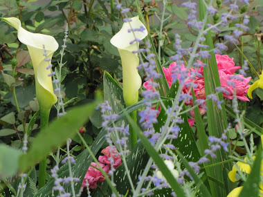 Callah Lilies, Russian Sage and Knockout Roses