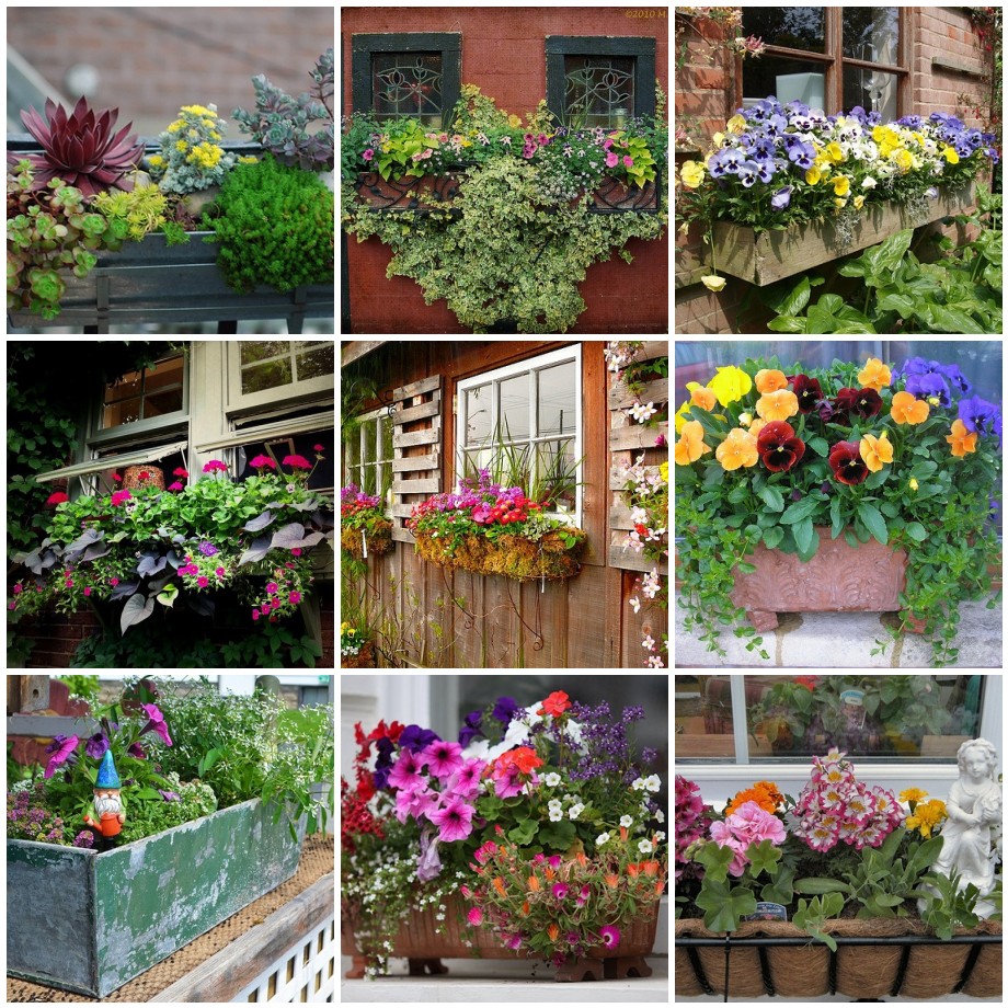 Blue is Bleu Window Box Gardening
