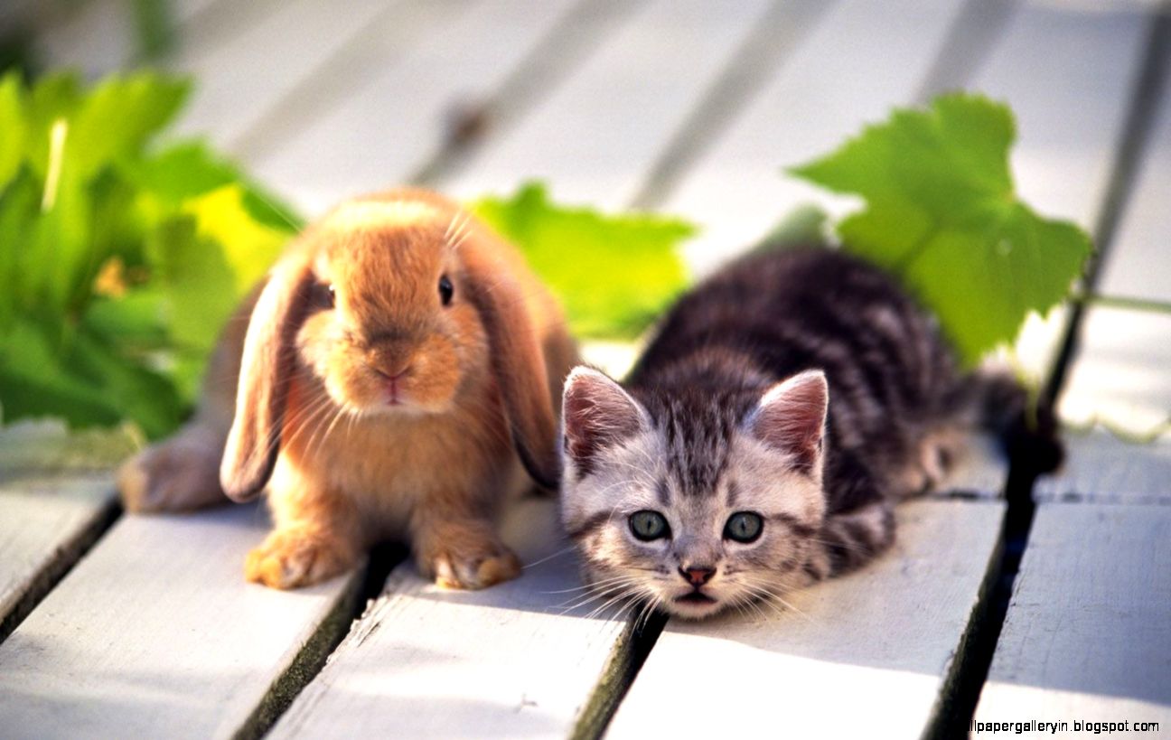 Cute Kitten and Bunny Cute Kitten and Bunny