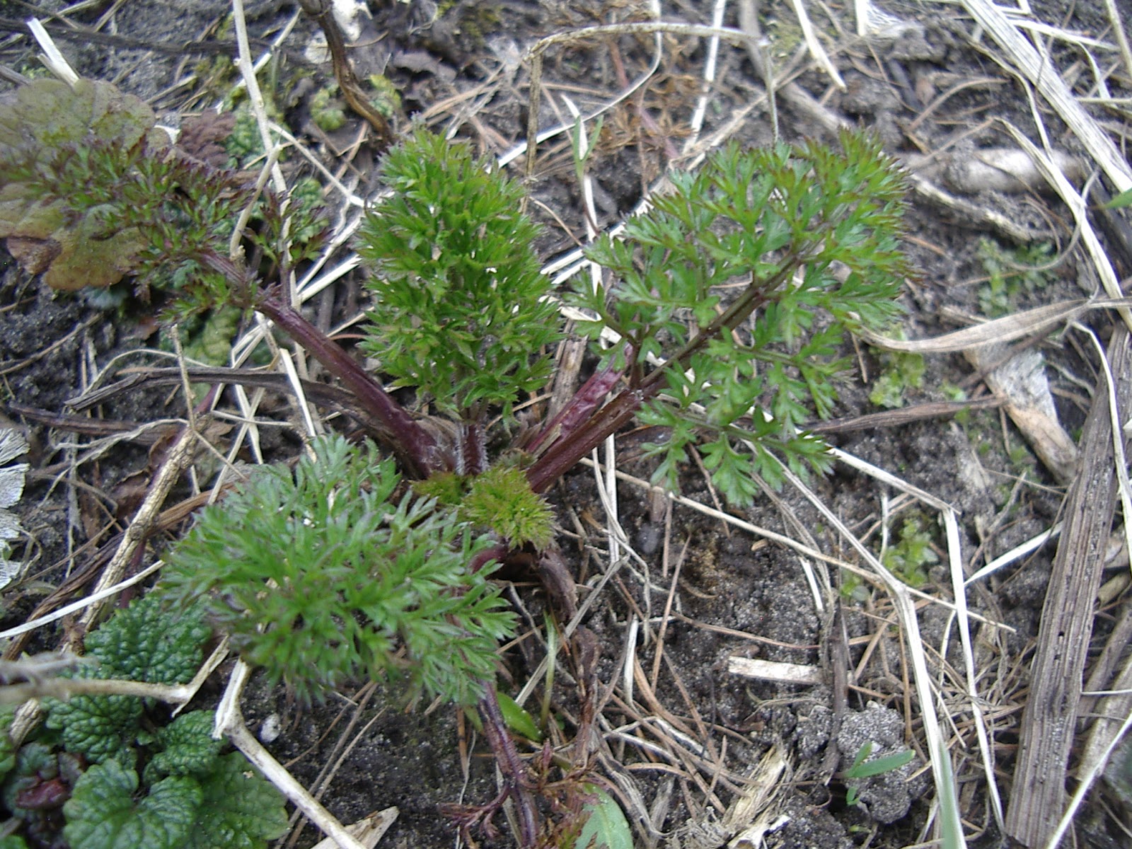 Little City Farm Wild spring edibles