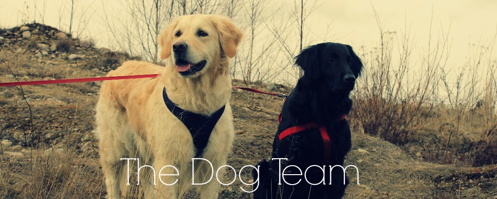 The Dog Team 