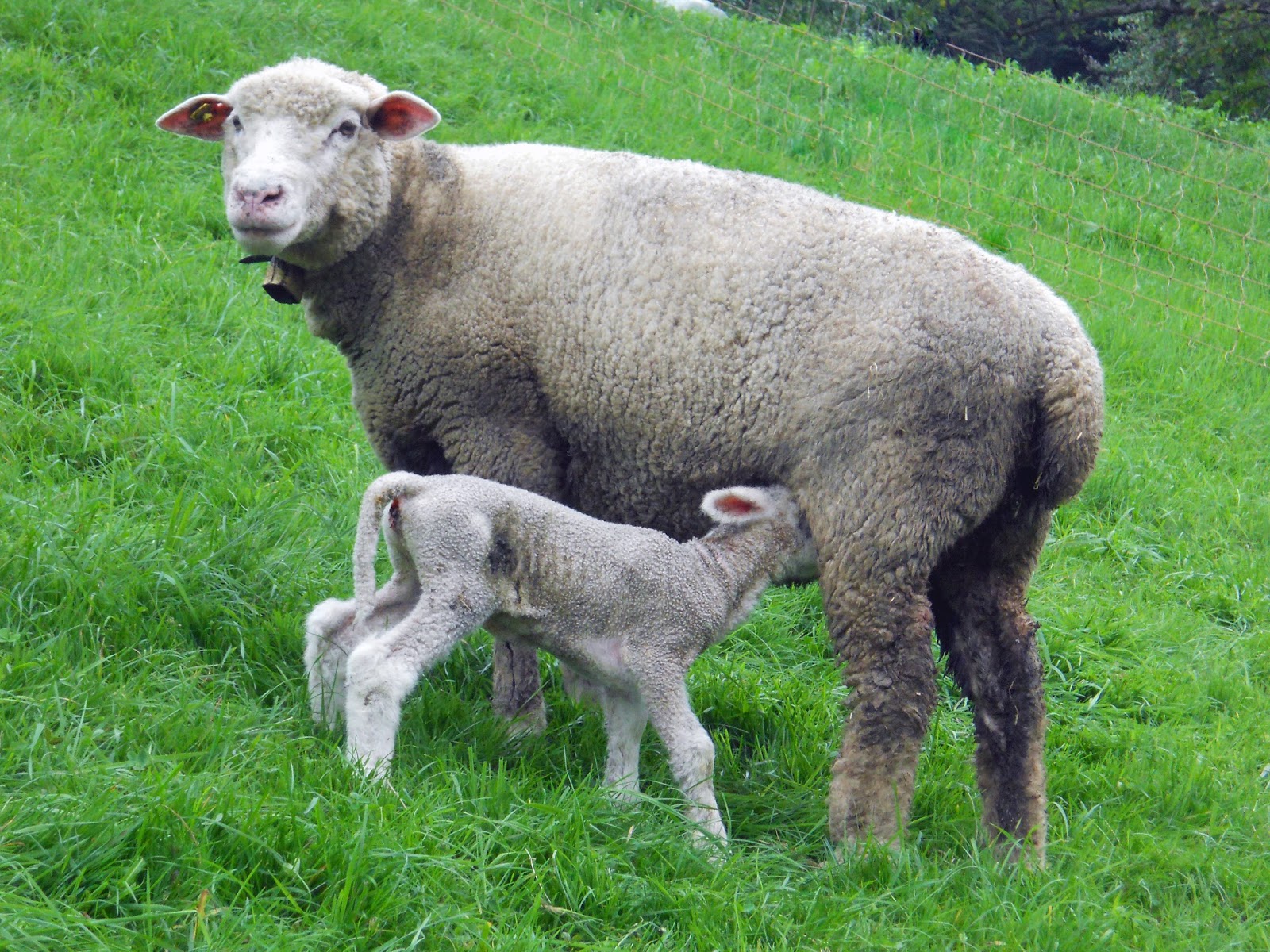 2R Schafe Das erste Lamm diesen Herbst