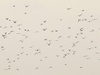 aves levantando voo ao fim da tarde