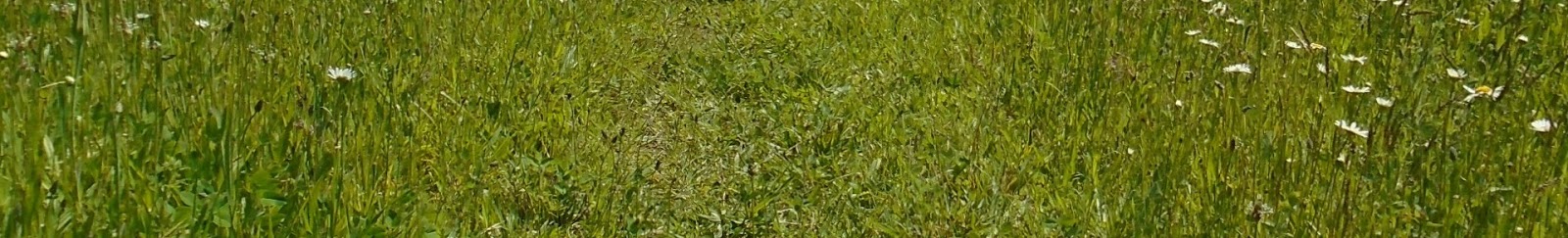 Pea Pickle Farm June 2015