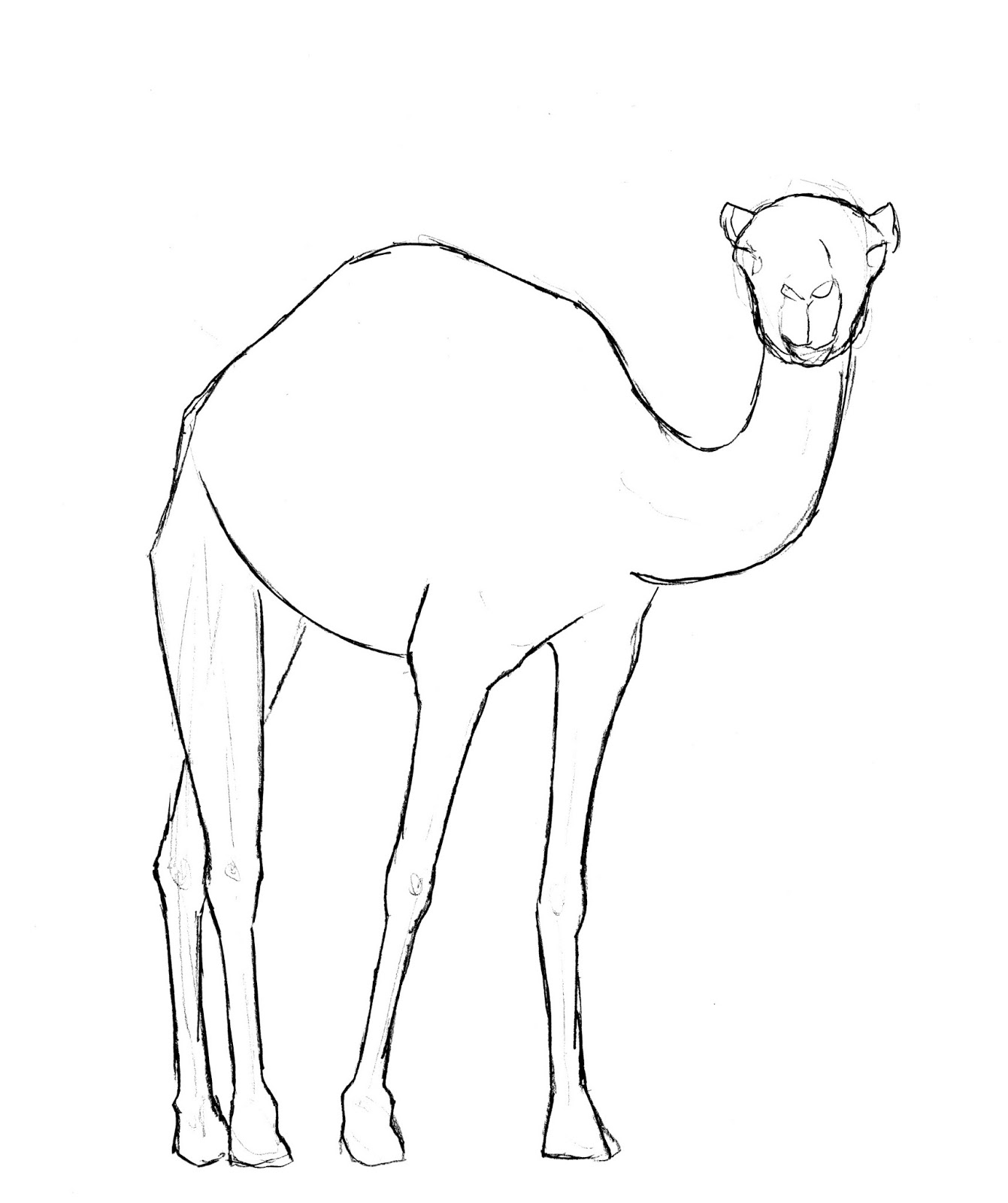 Cartoon Draw Camel Sketch for Kindergarten