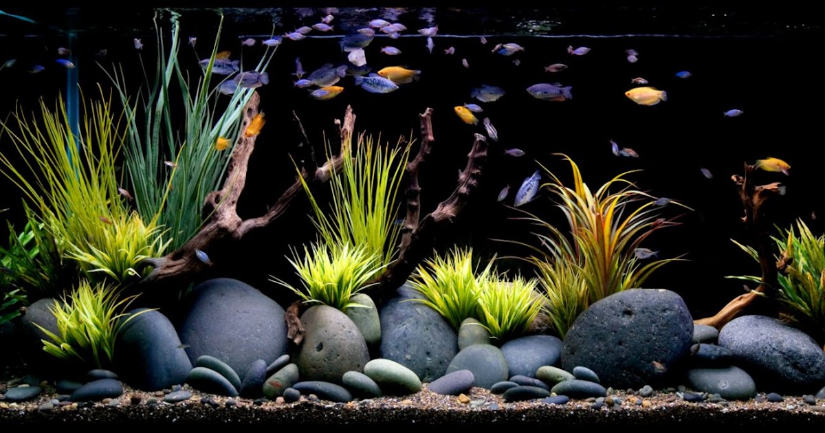 Freshwater Aquarium Fish Amazing Wallpapers
