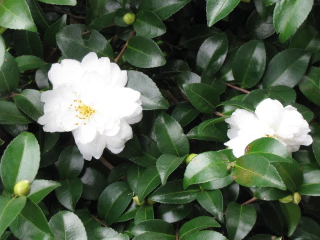 When Do Camellias Bloom Uk - How Fast Do Camellias Grow Uk