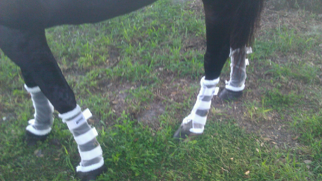 Roma Fly Boots Smart Horse Keeping
