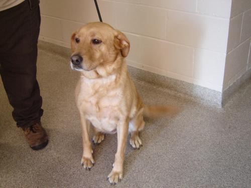 miami valley animal shelter