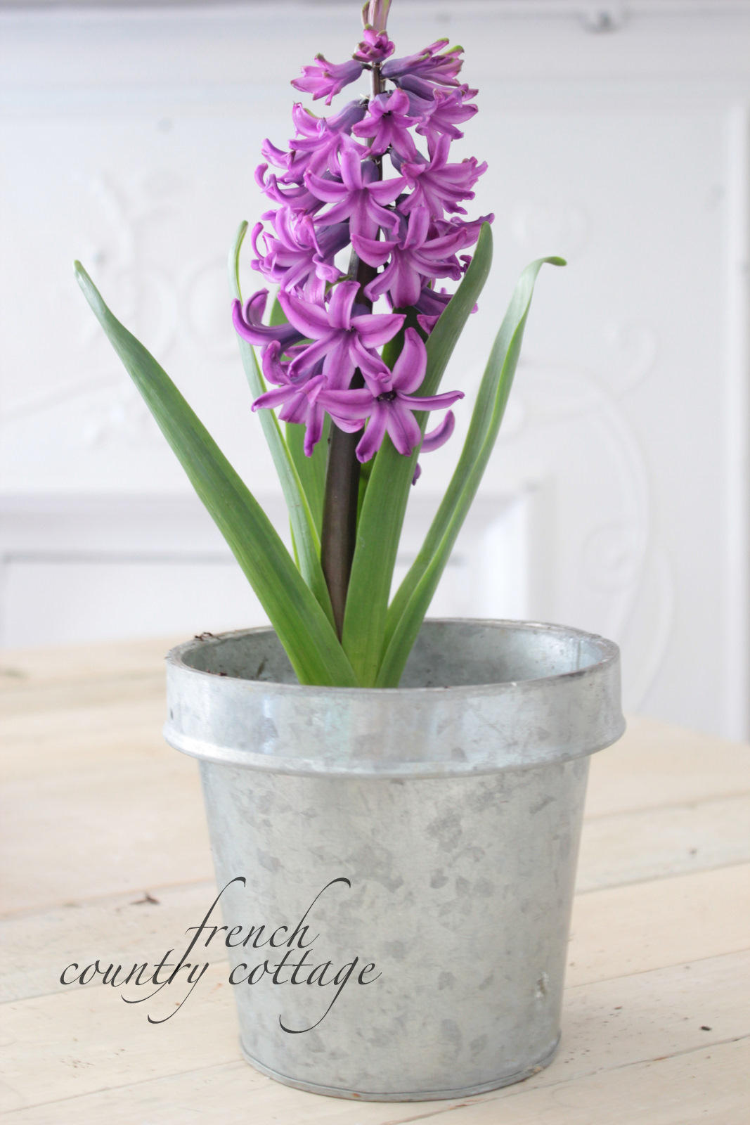 A Bucket of Blooms FRENCH COUNTRY COTTAGE