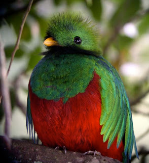 Quantal Quetzal