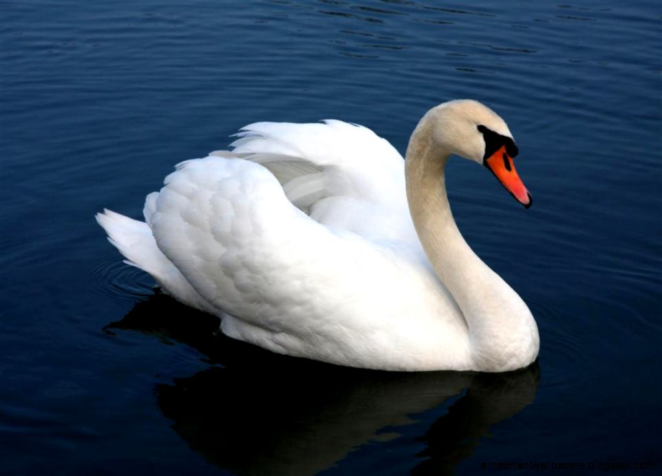 Swan Wallpapers HD Pictures  One HD Wallpaper Pictures Swan Wallpapers HD Pictures  One HD Wallpaper Pictures