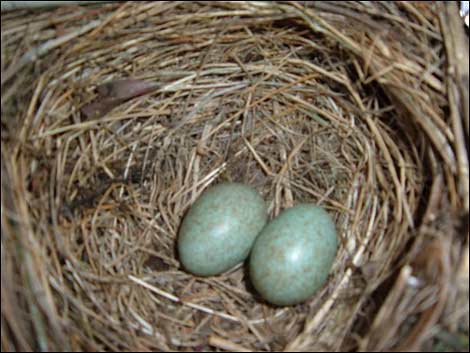 Birds Nest on Bird Nests On A  Nearly  Worldess Wednesday