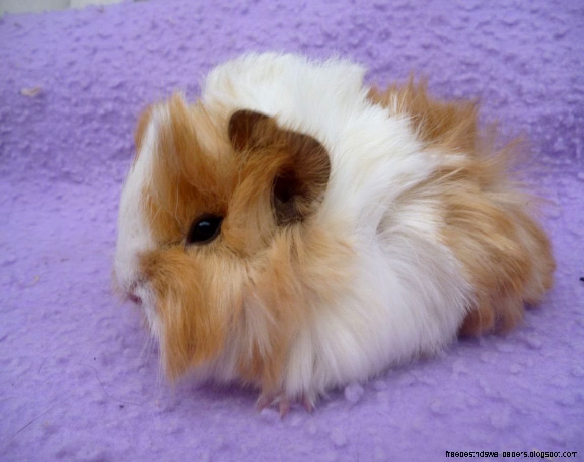 Cute Guinea Pigs Babies Cute Guinea Pigs Babies