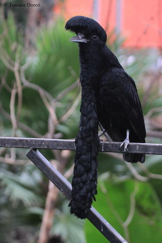 Amazing things in the world Umbrella Bird, found in rainforests of Central South America.
