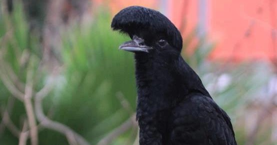 Amazing things in the world: Umbrella Bird, found in rainforests of