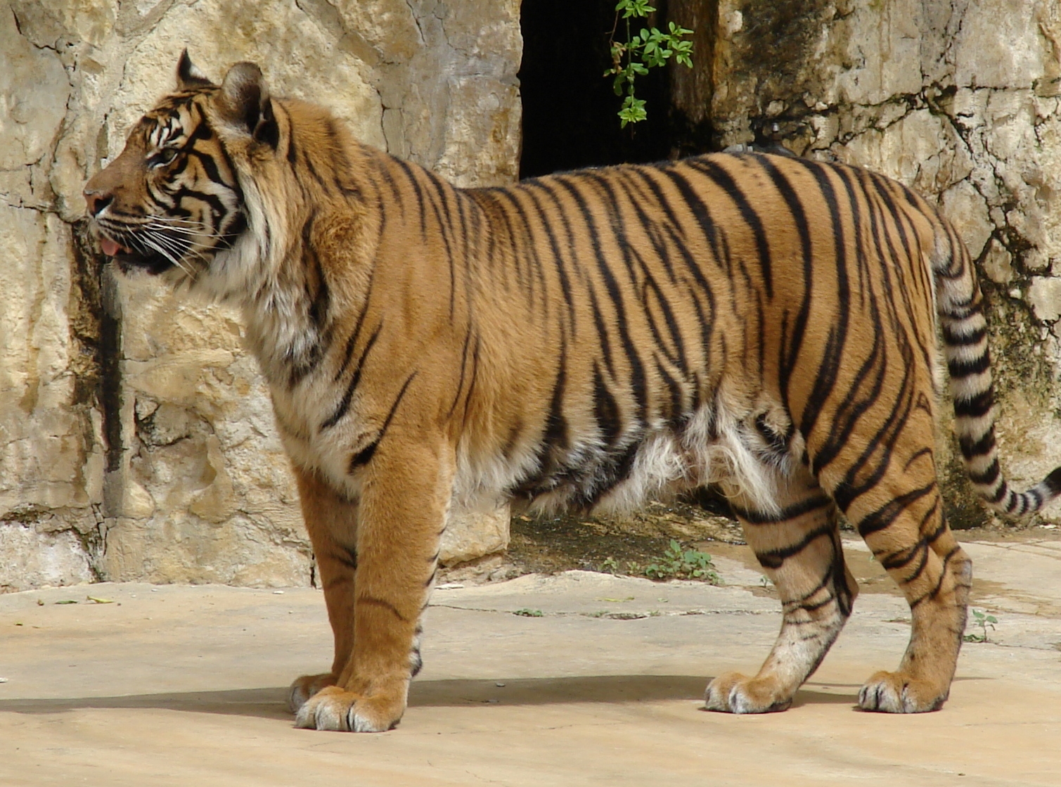 Sumatran Tiger - True Wildlife Creatures