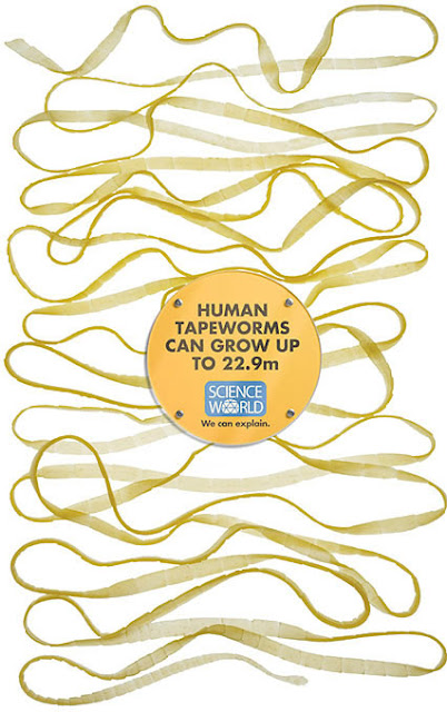Human tapeworms can grow up to 22.9m 