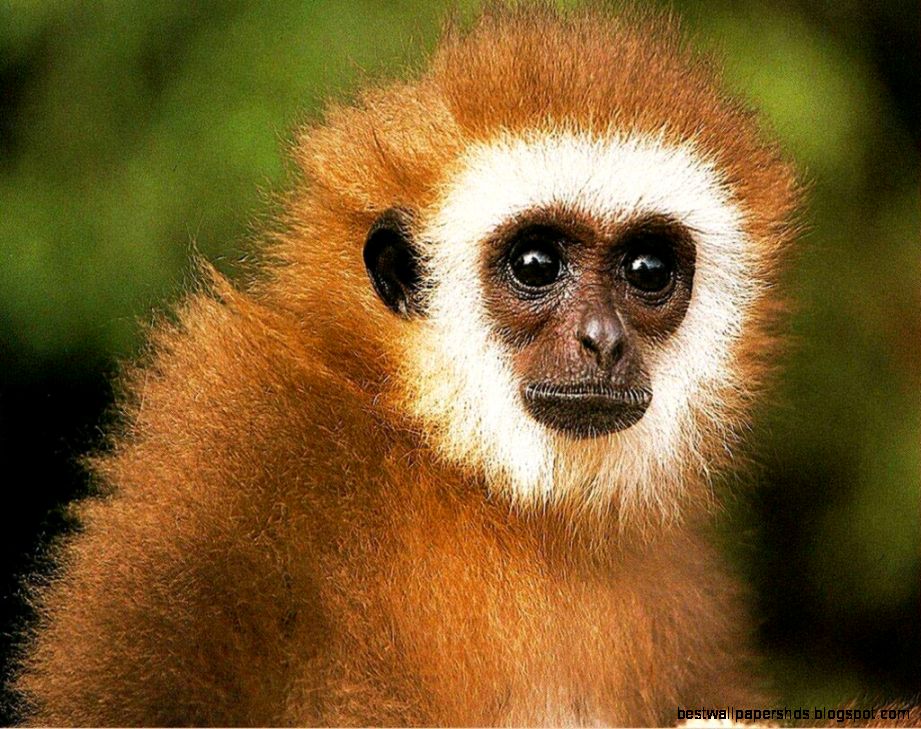Monkey Wallpaper and Background Animals Town Monkey Wallpaper and Background Animals Town