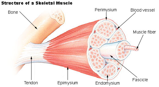 Infografía sobre la estructura de un músculo