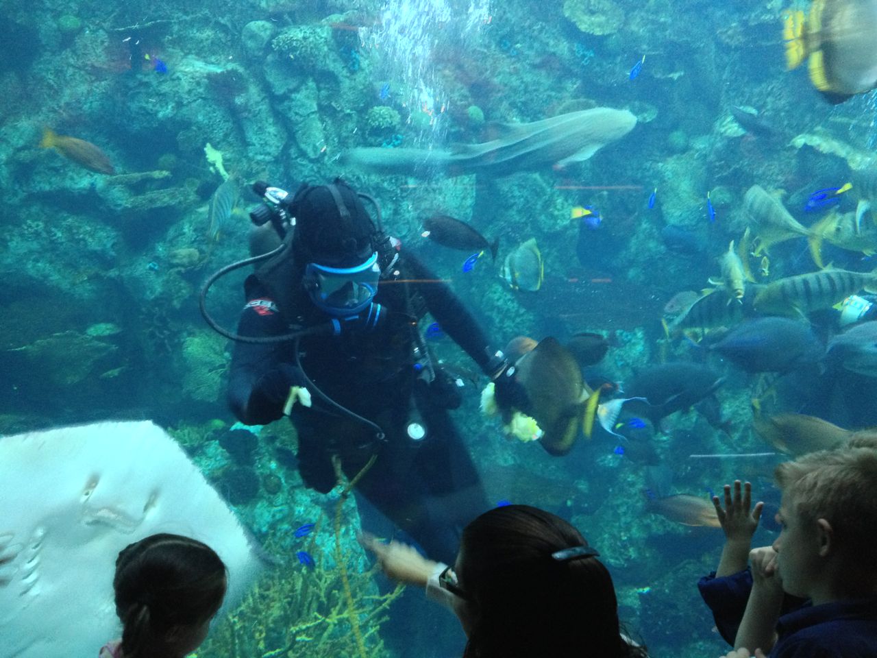 Experiencing Los Angeles Aquarium of the Pacific, Long Beach (Part II)