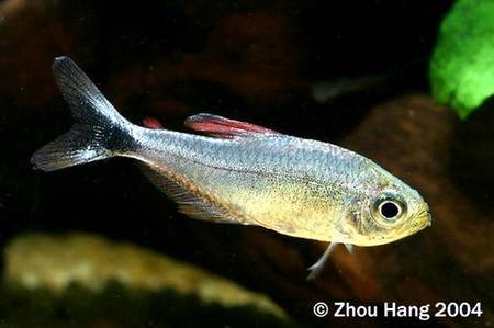 Argentina nativa Mojarra (Astyanax fasciatus)