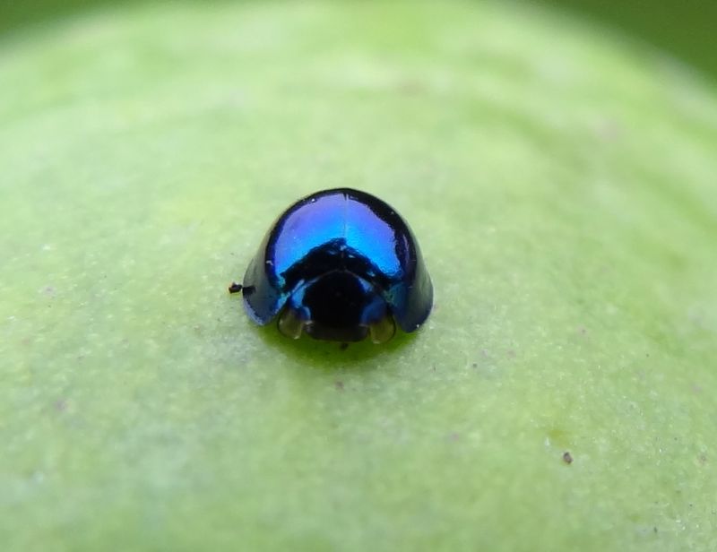 A Hebridean in New Zealand Steelblue Ladybird