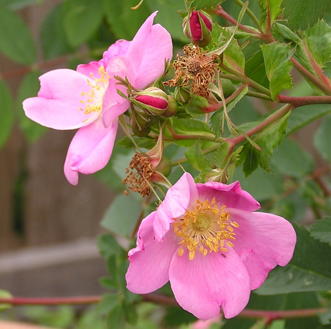 The Herb Hound ROSE