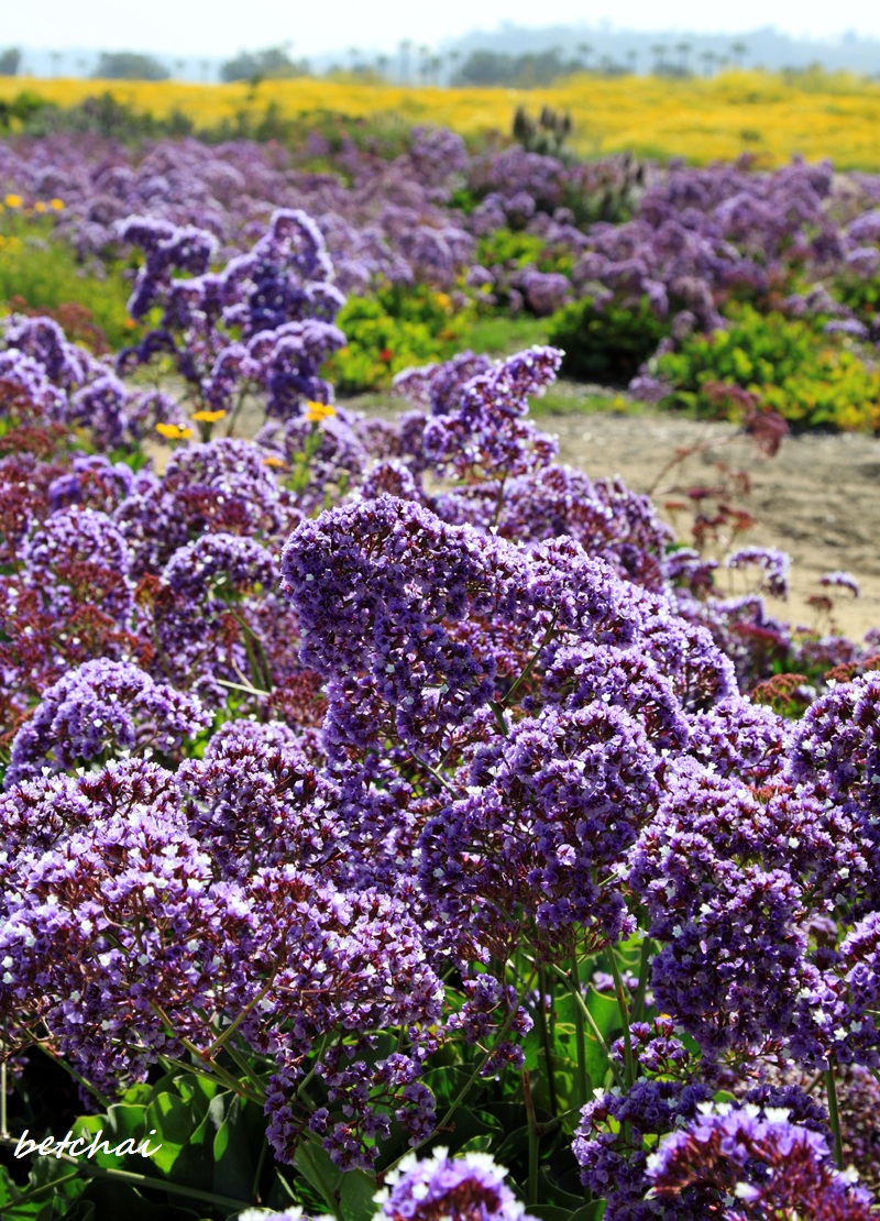 The Joys of Simple Life California Sea Lavender