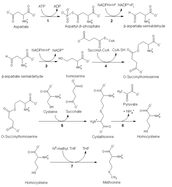 Getting to Know Your Amino Acids Methionine