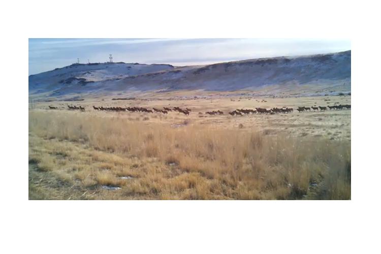 Huge Idaho Elk Migration IDAHOMAN
