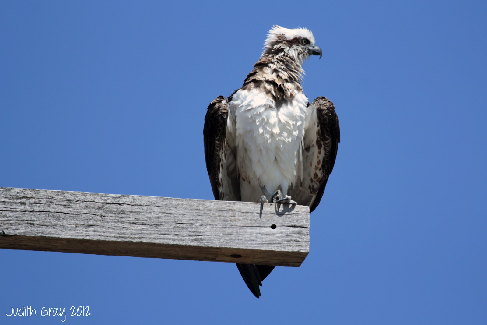 Ospreys and Caspian Terns at Leeman, Western Australia 23/09/12