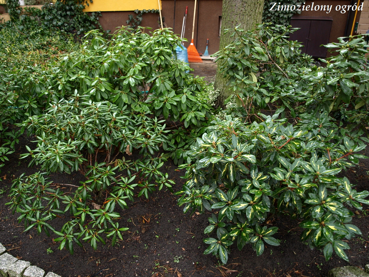 Vademecum Interesting Plants Pieris Japonica Pieris Japonski