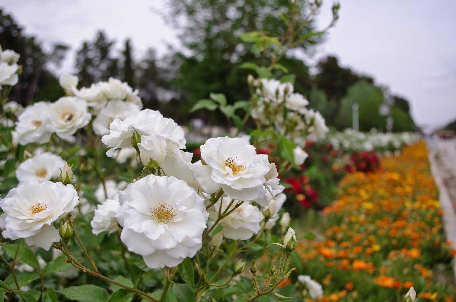 attachments and misfits ベールが覆う嘘と本音