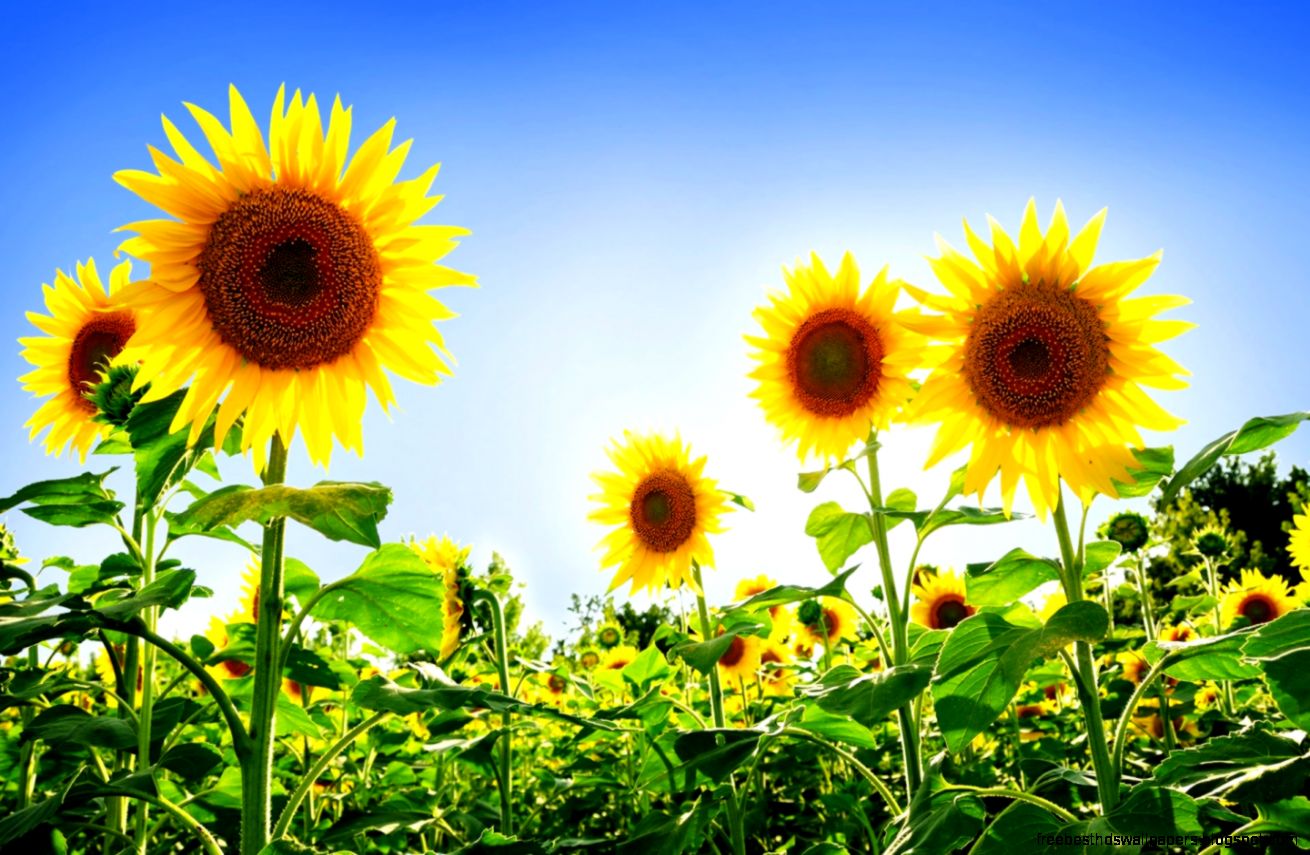 Gorgeous Sunflowers Wallpapers HD Wallpapers Gorgeous Sunflowers Wallpapers HD Wallpapers
