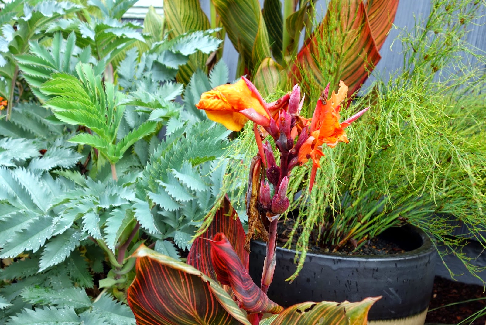 Mahonia Berberis Ilex Arnold Zwicky S Blog