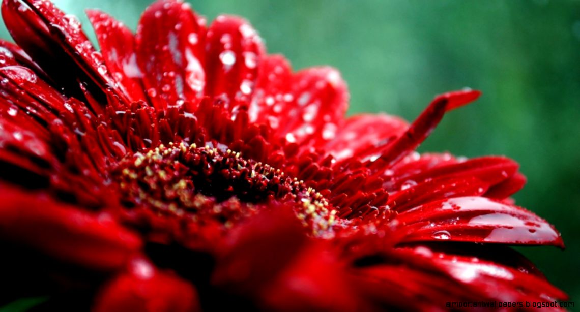 Beautiful Flower Closeup Mode 2761 Flowers Wallpapers Wallmot Beautiful Flower Closeup Mode 2761 Flowers Wallpapers Wallmot