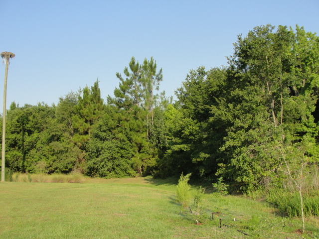 Central Florida Gardener 2011