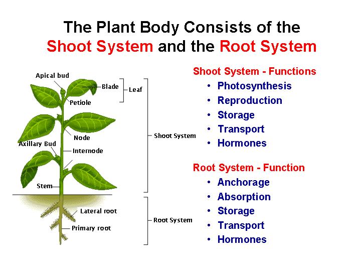 Adaptations That Increased The Surface Area Of Roots For Water And Nutrient Absorbtion 118