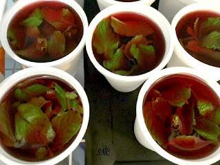 Frozen Cranberry Mint Cocktail Doggie Pops