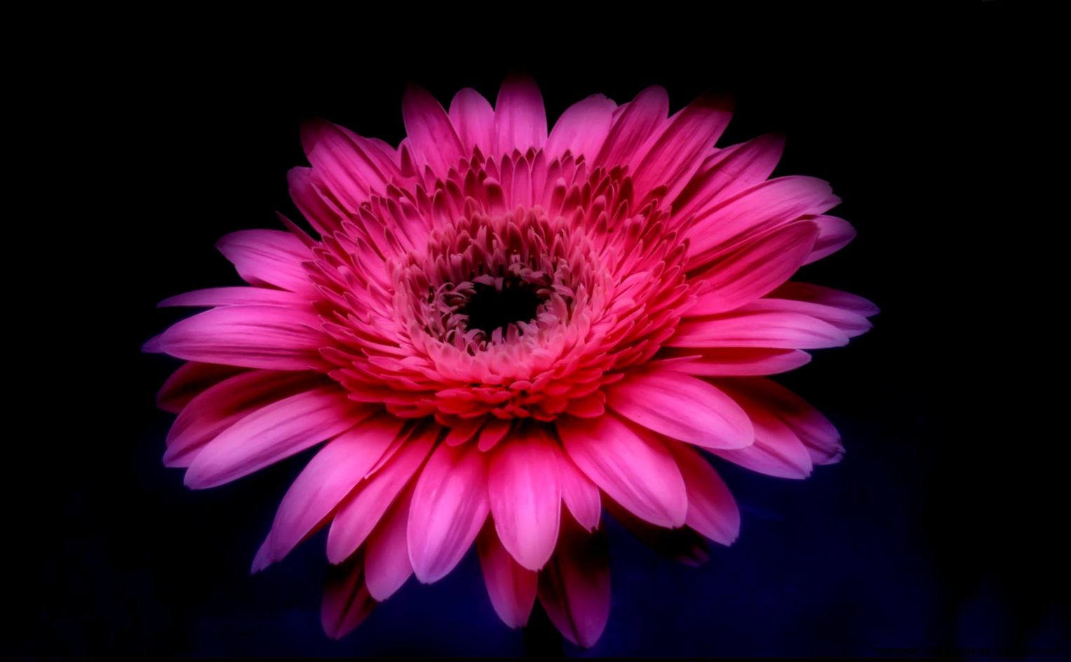 Pink Flower Full HD Wallpaper Download For Desktop Mobile Pink Flower Full HD Wallpaper Download For Desktop Mobile