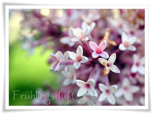 Aromatherapy Oil Lavender Flowers Purple Flowers Beautiful Flowers