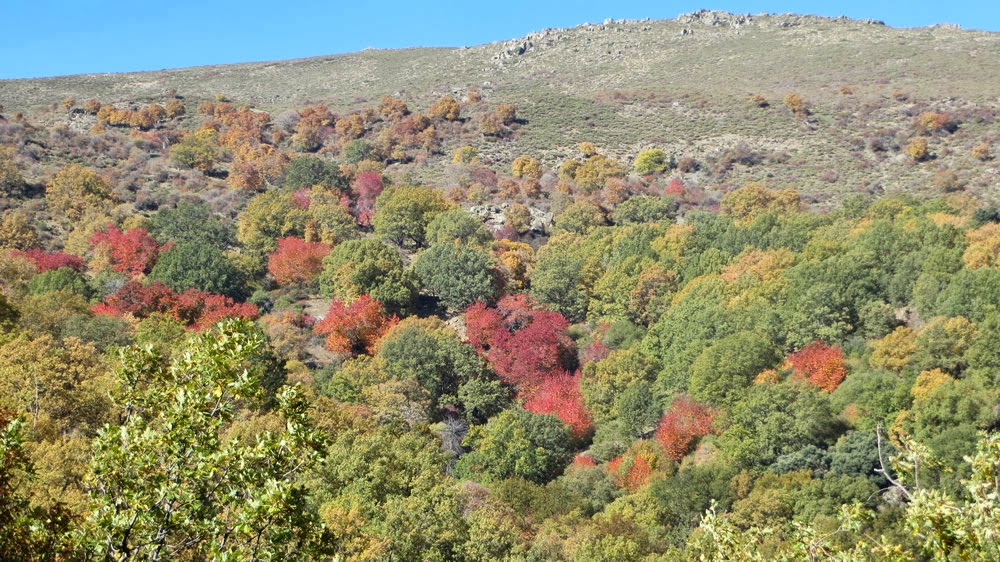 Club Montañero Ocho Miles Suabia Ruta La Dehesa del Camarate o El