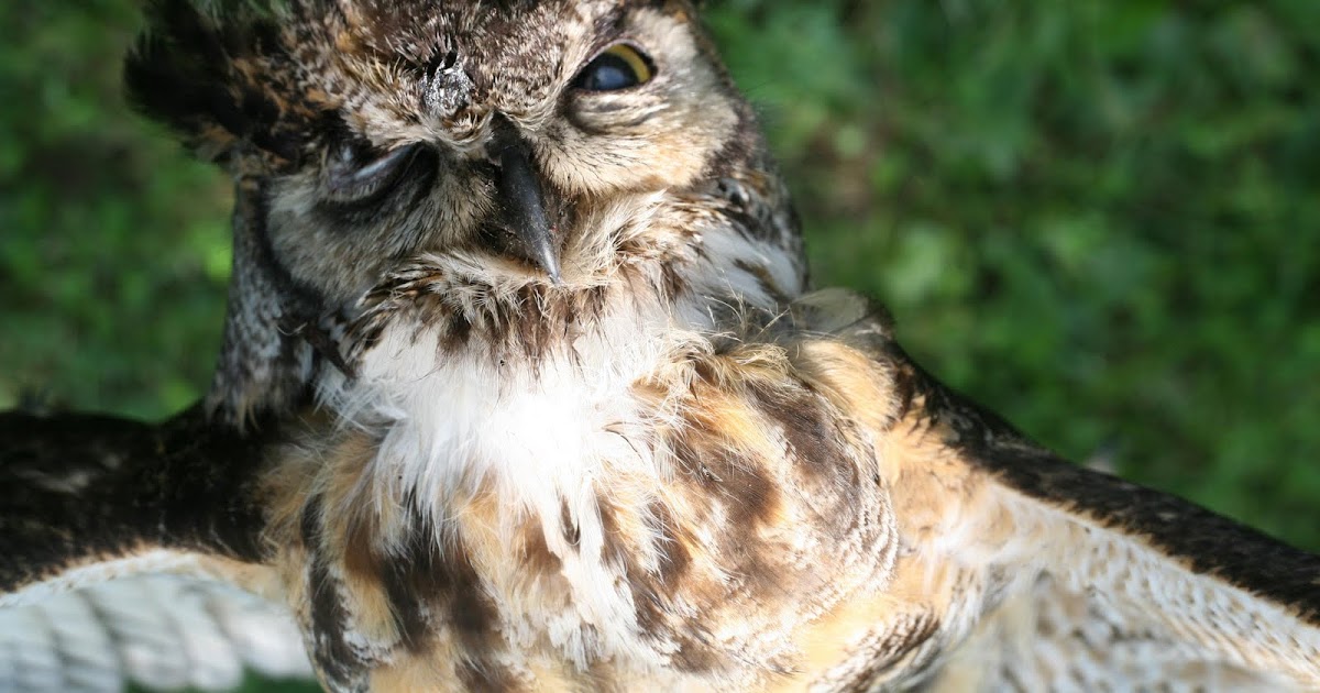 Matthew Fels Dead Owl Close Up