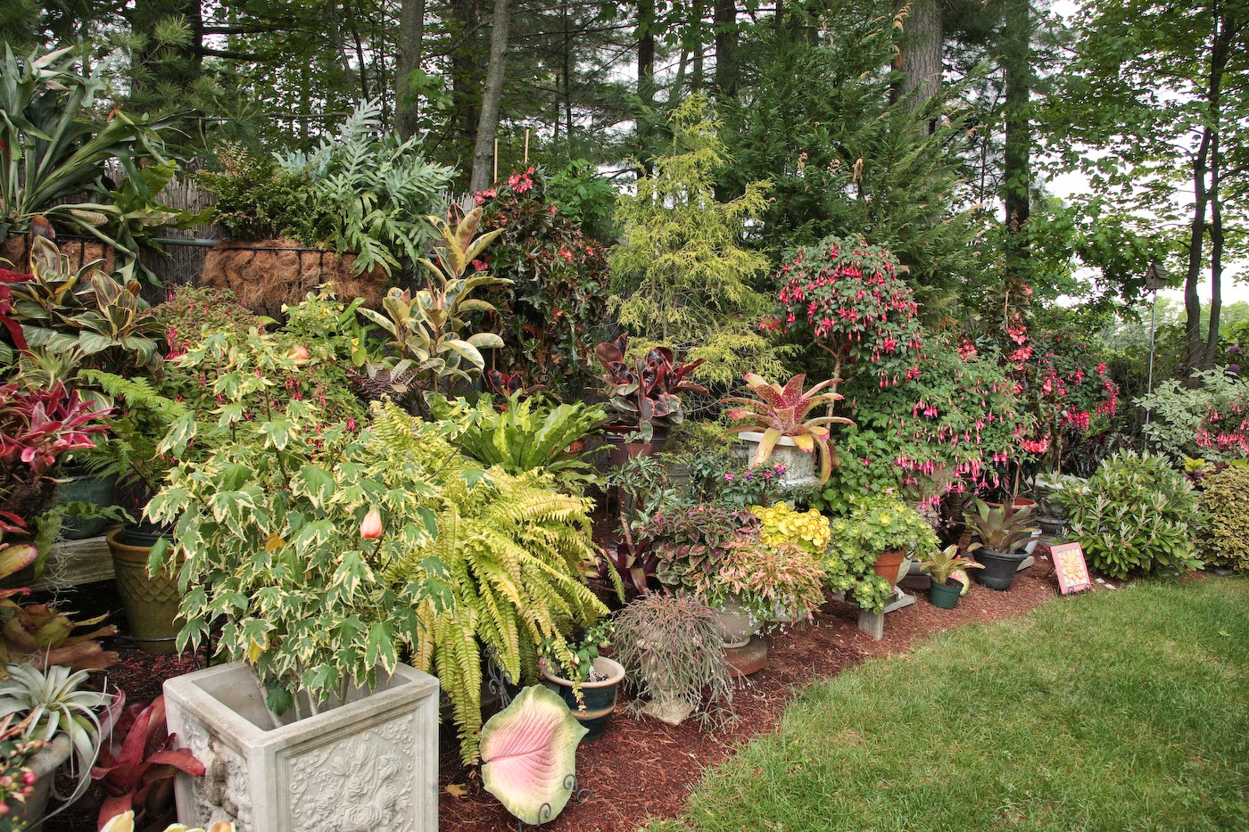Florez Nursery Spiraea Japonica Anthony Waterer