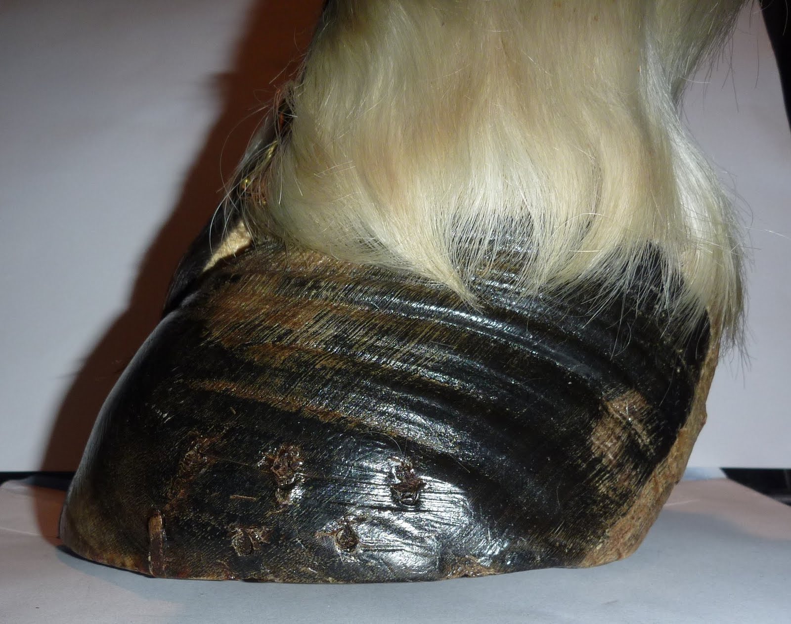 Barefoot Horse Blog Laminitis what is going on inside?