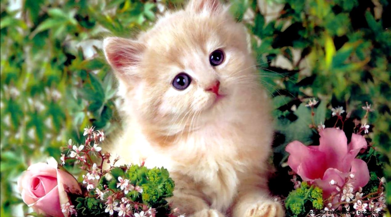 download wallpaper 24 download wallpaper 24