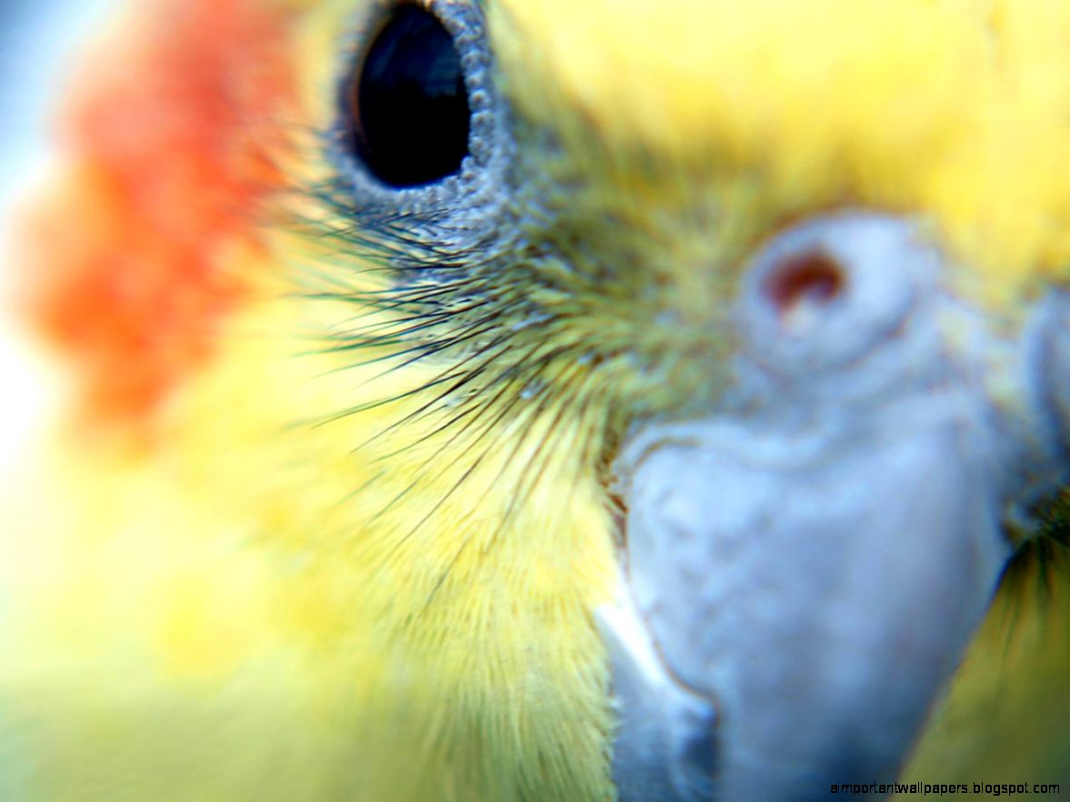 Cockatiel Wallpapers Wallpaper Cave Cockatiel Wallpapers Wallpaper Cave